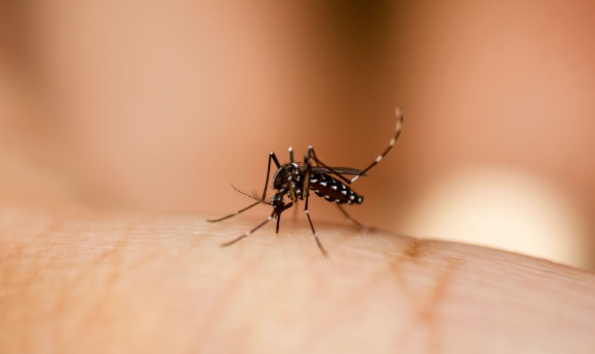 San Jose Mosquito Season: When Mosquitoes Are Most Active