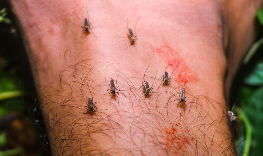 Are Mosquitoes in San Jose Dangerous? West Nile Virus Explained