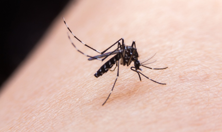 Do You Need Professional Mosquito Control in San Jose?