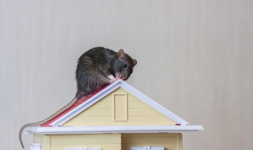 What Pests Are Most Common in San Jose Homes?
