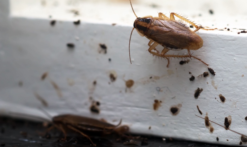 Common Household Pests in Santa Clara County
