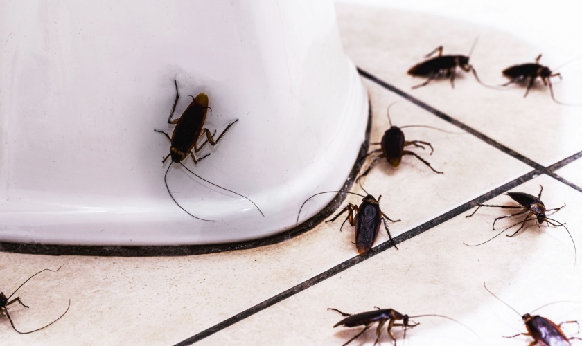 Why Pest Problems Are So Common in Silicon Valley Homes