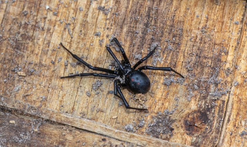 Are Black Widow Spiders Common in San Jose, CA?