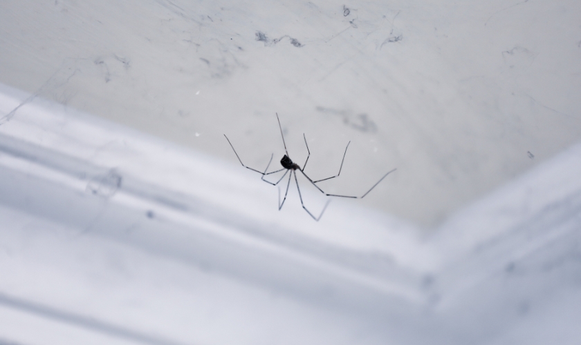 What Spiders Are Most Common in San Jose and the South Bay?