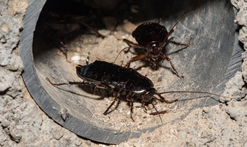 What Types of Cockroaches Are Most Common in San Jose, CA?