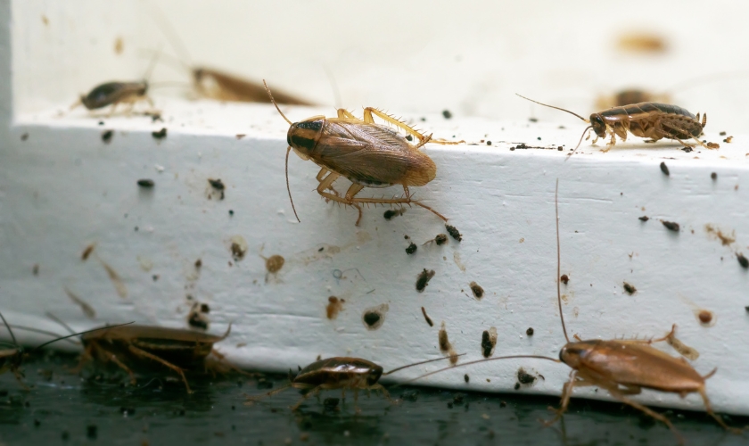 Why Are German Cockroaches So Difficult to Eliminate in San Jose Homes?