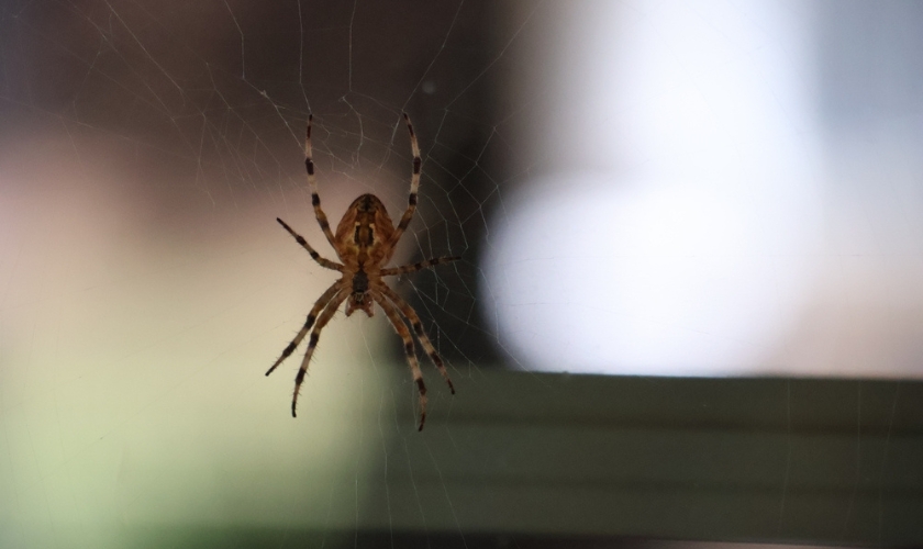 Why Are There So Many Spiders Around San Jose Homes in Late Summer?